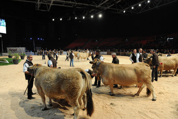 Ring-vaches-à-viande-Sommet-de-lelevage-2016-096