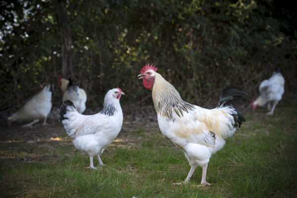 29/08/22 - MAGNET - ALLIER - FRANCE - Elevage en plein air de poulets Bourbonnais de Jean Yves et Marie Laure PETIOT, AOP volaille d Auvergne - Photo Jerome CHABANNE