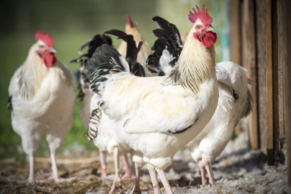 29/08/22 - MAGNET - ALLIER - FRANCE - Elevage en plein air de poulets Bourbonnais de Jean Yves et Marie Laure PETIOT, AOP volaille d Auvergne - Photo Jerome CHABANNE