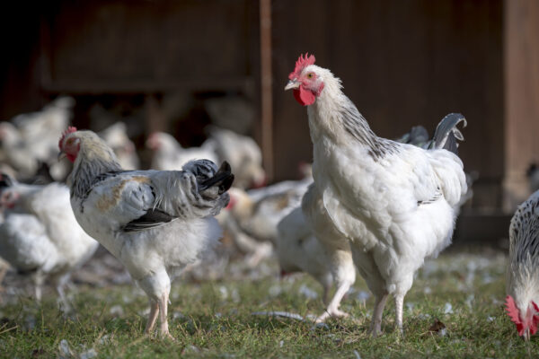 13/09/22 - GANNAT - ALLIER - FRANCE - Elevage en plein air de poulets Bourbonnais de Francois PERICHON, AOP volaille d Auvergne - Photo Jerome CHABANNE